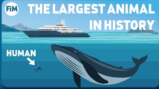 How Large Are Blue Whales Really Size Comparison [upl. by Ylrebmek]