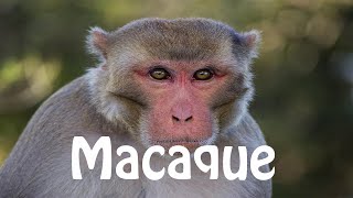 How To Pronounce Macaque [upl. by Federico]