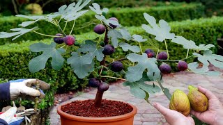 How To Grow fertilize and Harvesting Figs Tree in a Pot  Easy Ways To Grow Fig  Gardening tips [upl. by Telimay]