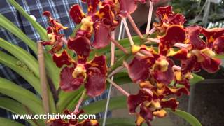 OrchidWeb  Vanda merrillii [upl. by Farrica]