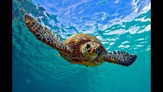 Facts The Green Sea Turtle [upl. by Laerdna]