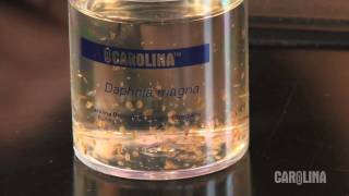 How to Care for Daphnia [upl. by Selestina579]