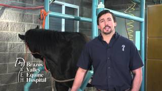 Equine Stifle Problems [upl. by Etep]