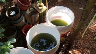 How to grow Green Water Algae [upl. by Eilegna]