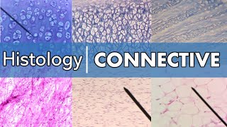 Histology  Connective Tissue [upl. by Milburr753]