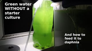 Green Water WITHOUT a Starter Culture  From Scratch  How To [upl. by Stringer]