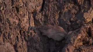 Natural Selection and the Rock Pocket Mouse — HHMI BioInteractive Video [upl. by Ailaham984]