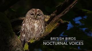 British Birds  Nocturnal Voices [upl. by Nollahs]