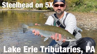 Steelhead on 5X Lake Erie Tributaries PA  Wooly Bugged [upl. by Abeh]