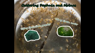 How To Culture Daphnia and Moinas using Green Water Spirulina powder [upl. by Yhtrod]