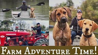 Rhodesian Ridgeback and Labrador Retriever  Dog Training Adventure [upl. by Yemar]