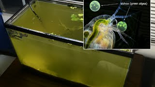 Raising Daphnia for the Freshwater Aquarium [upl. by Tierney612]