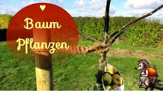 Apfelbaum pflanzen│Wir pflanzen unseren ersten Baum [upl. by Syned837]