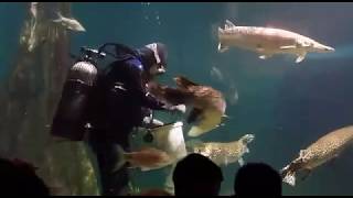 Arapaima Aquaria KLCC Feeding Time See how they feed the arapaima [upl. by Ndnarb186]