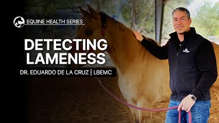 Detecting Lameness in Your Horse [upl. by Arihsan760]