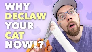 Why you should declaw your cat [upl. by Mountford739]