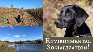 Labrador Retriever Training  Puppys First Time In The Cornfield and Pond [upl. by Tadd489]