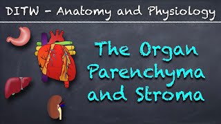 DITW  The Parenchyma and Stroma [upl. by Lesly]