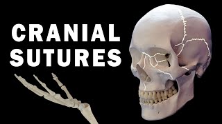 CRANIAL SUTURES ANATOMY [upl. by Kerge]