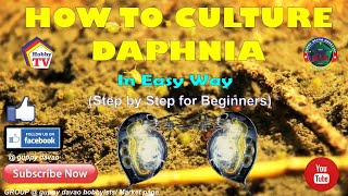 HOW TO CULTURE DAPHNIA In Easy Way [upl. by Ishmael]