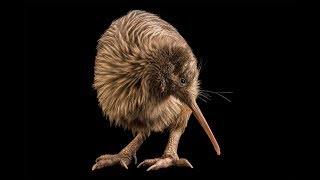 Kiwi bird [upl. by Maples]