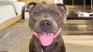 Funny American Staffordshire Terrier Videos [upl. by Julita79]