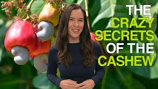 The Crazy Secrets of the Cashew Why Cashews Are Never Sold in Their Shells [upl. by Nalced476]