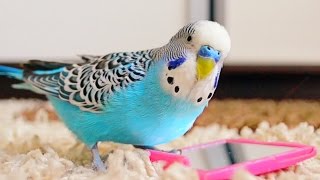 Budgie singing to mirror  Parakeet Sounds [upl. by Codel]