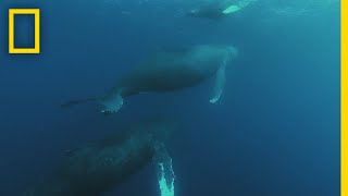 Humpback Whale Migration  Shark vs Whale [upl. by Rebmac]