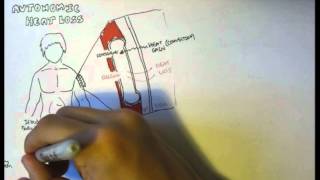 Temperature Homeostasis Regulation [upl. by Sankaran]