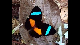 Rare butterflies of the world [upl. by Edlun952]