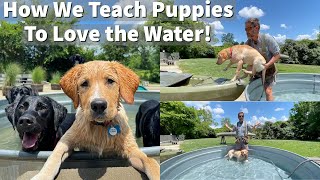 How We Teach Puppies To Love The Water  Labrador Retriever Puppy Training Session [upl. by Jemina]